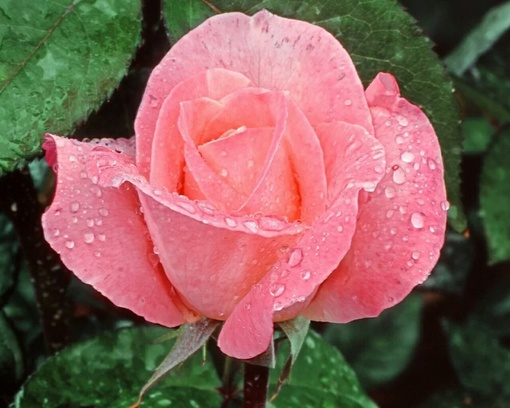 粉色玫瑰花图片素材(5)