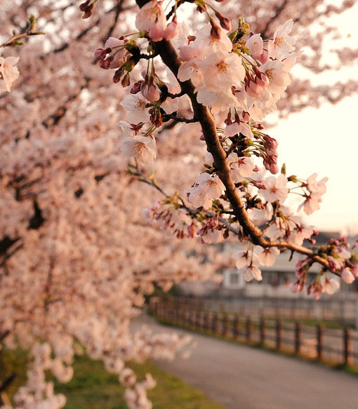 樱花图片唯美图片