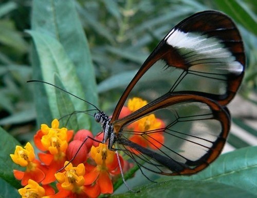 我爱蝴蝶我爱她拥有美丽的翅膀(2)