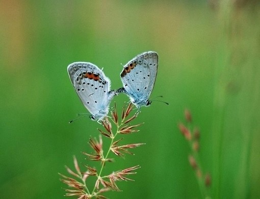 我爱蝴蝶我爱她拥有美丽的翅膀(4)