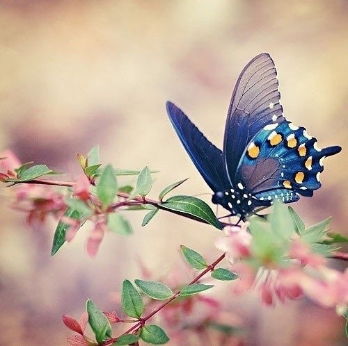蝴蝶是美丽的它们花枝招展