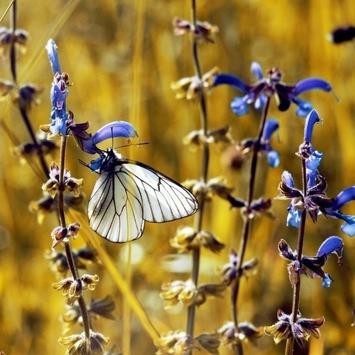 蝴蝶是美丽的它们花枝招展