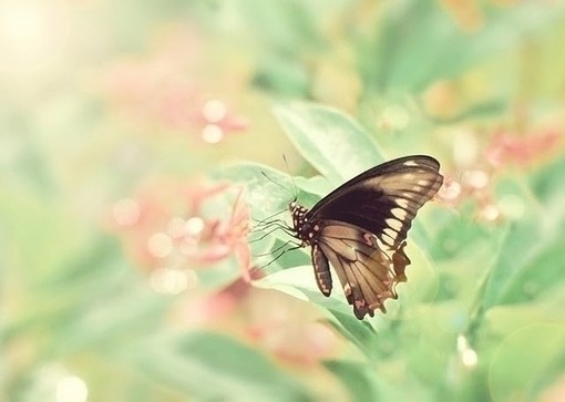蝴蝶是美丽的它们花枝招展(5)