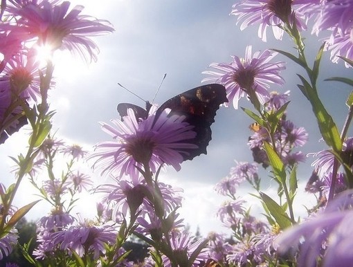 蝴蝶是美丽的它们花枝招展(6)