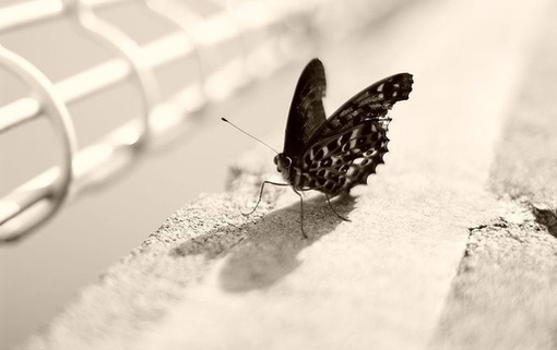 蝴蝶是美丽的它们花枝招展(4)