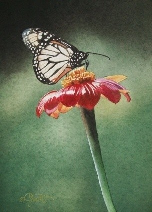在春暖花开的日子里看蝴蝶飞来了(8)