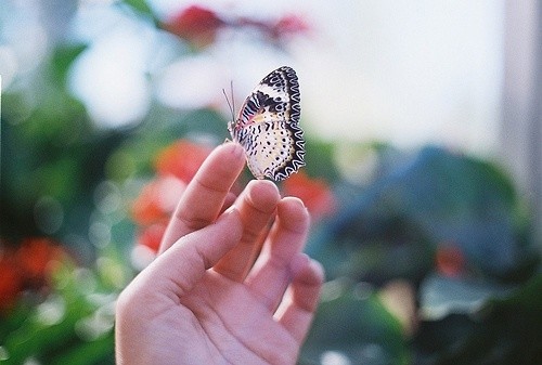 一只大蝴蝶扇动着一对彩色的翅膀