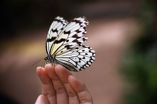 一只大蝴蝶扇动着一对彩色的翅膀