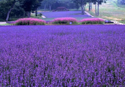 唯美图片紫色薰衣草