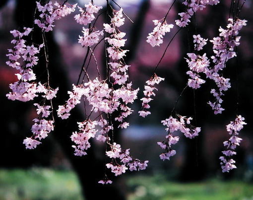 韩国镇海樱花图片