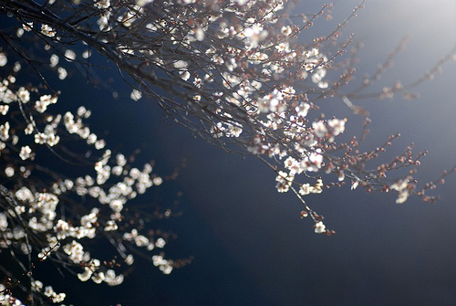 最美的樱花图片(3)