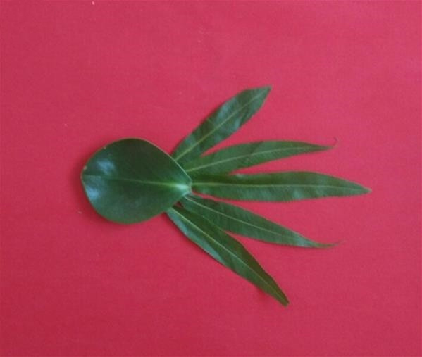 儿童手工制作树叶贴画 小鱼树叶拼贴画的做法详细步骤(3)