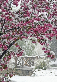 浪漫冬天雪景图片