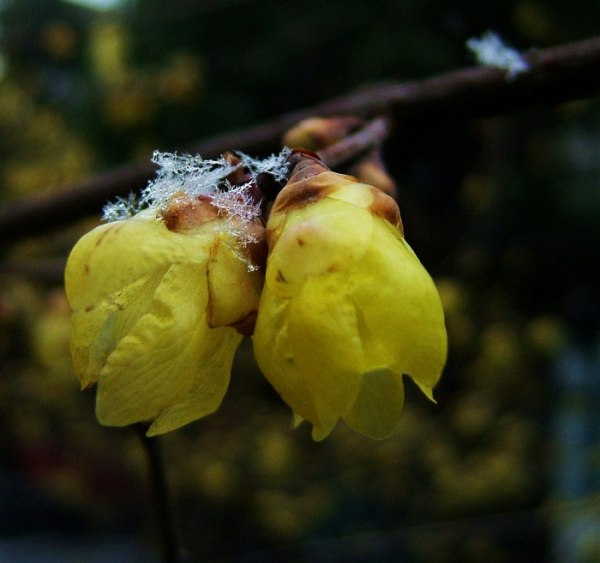 冬天黄色腊梅花