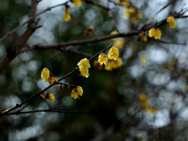 黄色腊梅花的图片