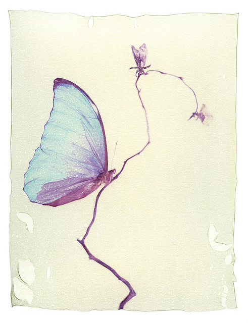 真实的蝴蝶图片(3)