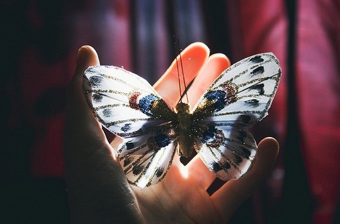 真实的蝴蝶图片(7)