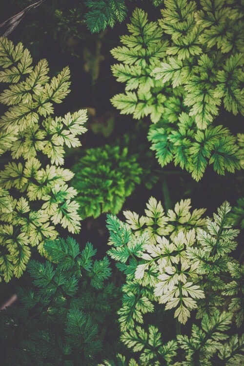 护眼的绿色植物手机壁纸