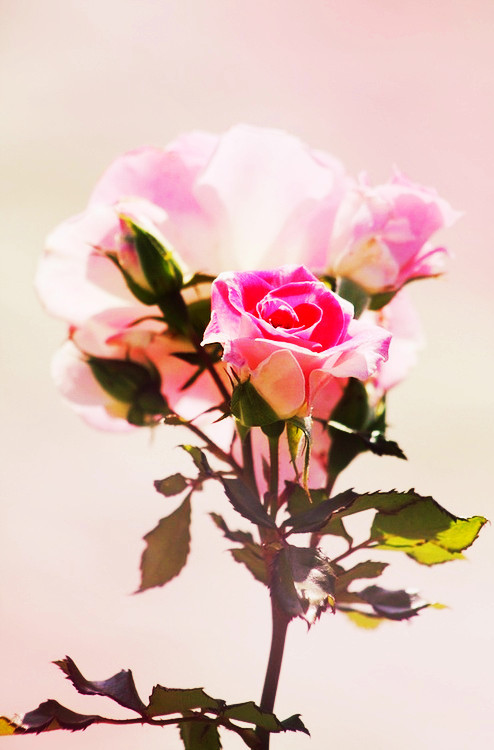 玫瑰花图片唯美