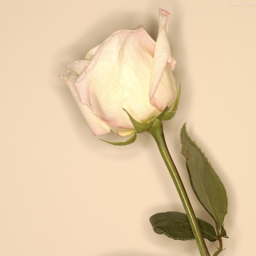玫瑰图片唯美(2)