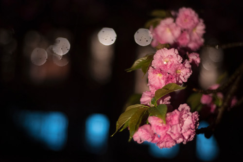 雨后的樱花图片素材(2)