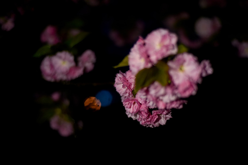 雨后的樱花图片素材