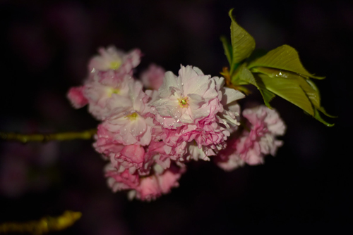 雨后的樱花图片素材(6)