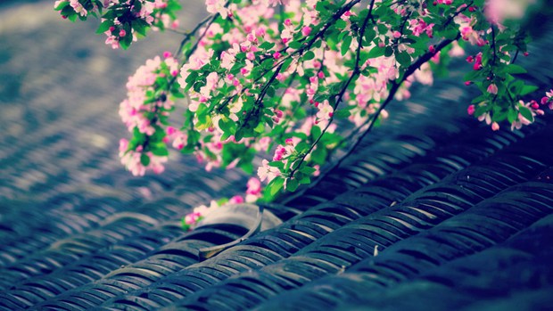唯美花朵与树枝的小清新风光图片(4)