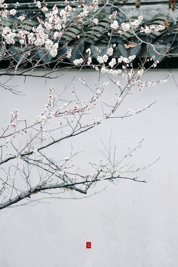 唯美花朵与树枝的小清新风光图片(5)