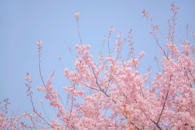 唯美花朵与树枝的小清新风光图片(3)