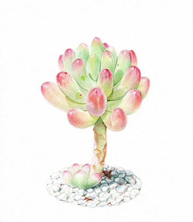 关于多肉植物的唯美植物水彩画图片欣赏(3)