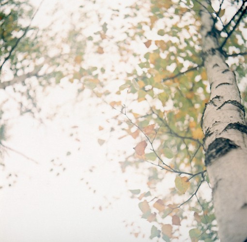 关于秋天与落叶的季节唯美风光小清新图片(3)