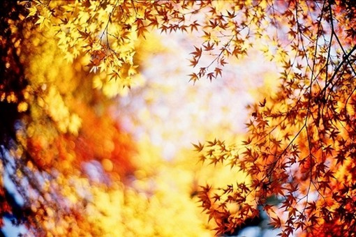 关于秋天与落叶的季节唯美风光小清新图片(5)