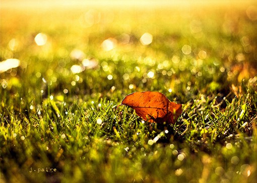 关于秋天与落叶的季节唯美风光小清新图片(6)