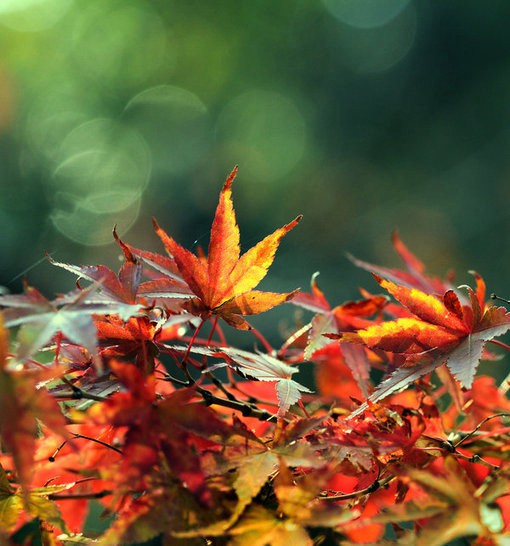 关于秋天与落叶的季节唯美风光小清新图片(8)