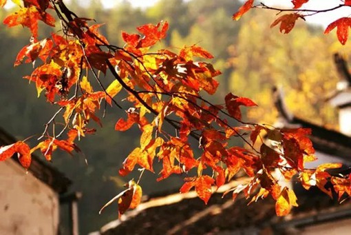 最美不过是婺源的秋天，超赞的婺源风光摄影(6)