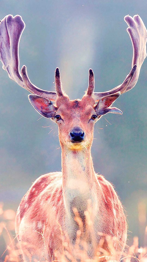 优美高清鹿的图片(2)