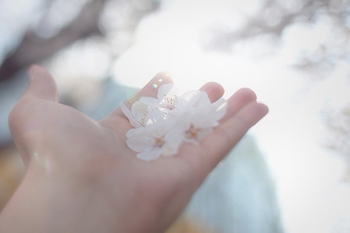 手与鲜花的唯美小清新图片(3)