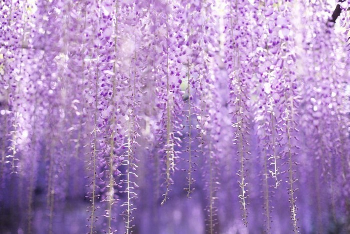 梦幻妖娆的紫藤萝优美花朵图片(2)