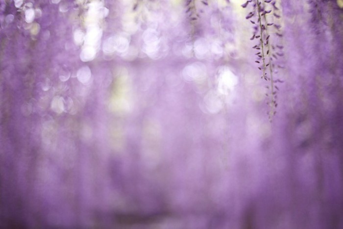 梦幻妖娆的紫藤萝优美花朵图片