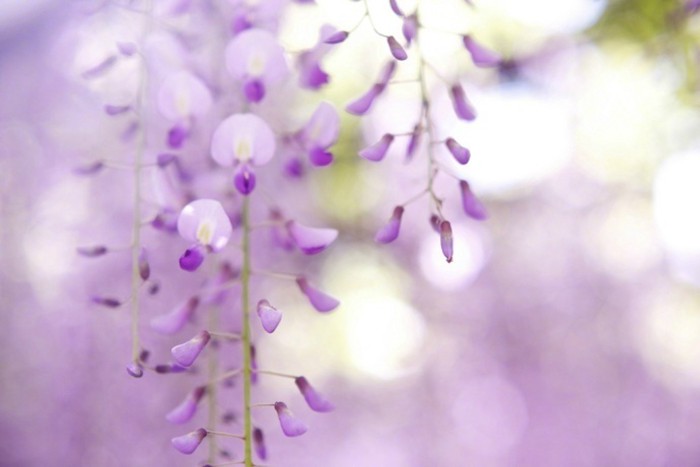 梦幻妖娆的紫藤萝优美花朵图片(3)