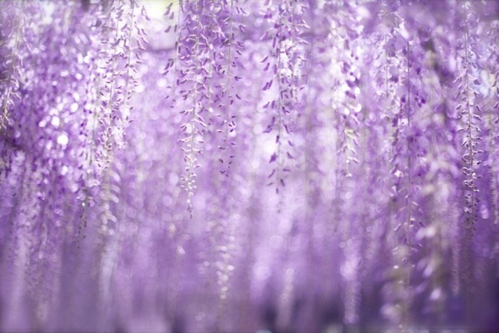 梦幻妖娆的紫藤萝优美花朵图片(6)