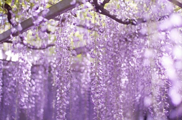 梦幻妖娆的紫藤萝优美花朵图片(7)