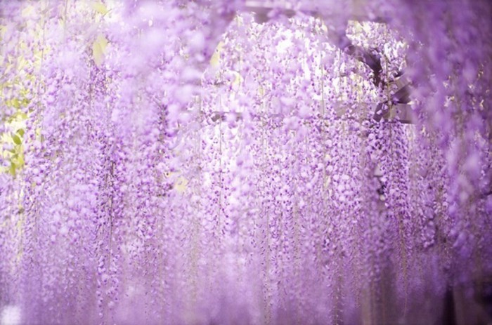 梦幻妖娆的紫藤萝优美花朵图片(8)