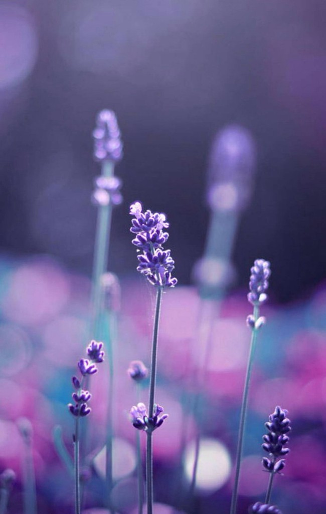 紫色的薰衣草花海唯美图片及花语