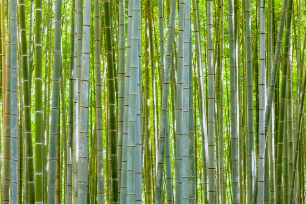 高耸茂密的竹叶林景色高清素材图片(2)