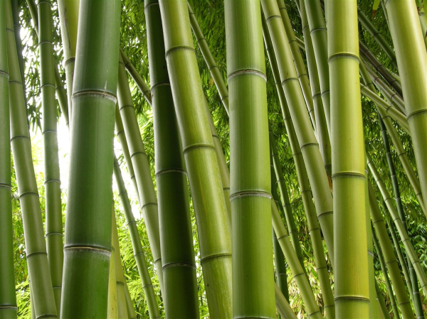 高耸茂密的竹叶林景色高清素材图片