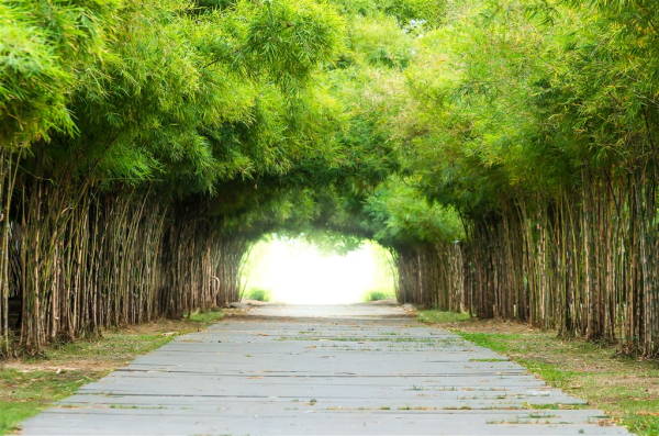 高耸茂密的竹叶林景色高清素材图片(4)