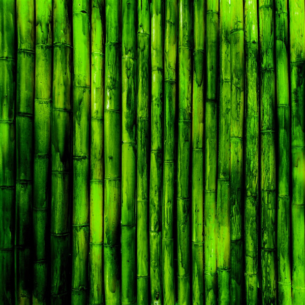 高耸茂密的竹叶林景色高清素材图片(3)