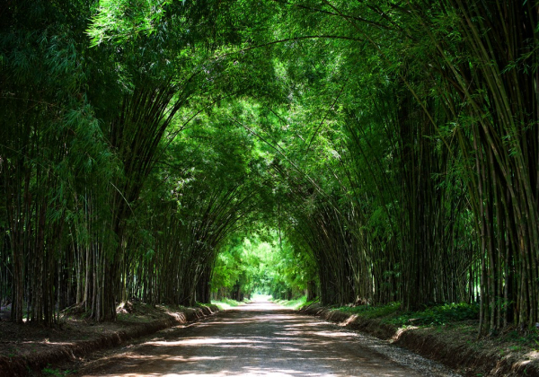 高耸茂密的竹叶林景色高清素材图片(5)